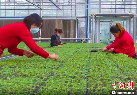 走进浙金温宿设施农业集中育苗中心育苗温室内，一株株嫩绿的蔬菜幼苗长势喜人。　蒋磊 摄