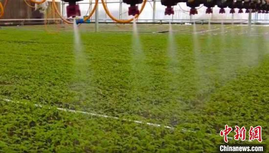 浙江金华援建育苗中心为新疆温宿菜农增收提供支撑