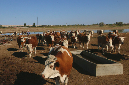 一八二团养殖户朱万峰“牛”来运转业兴旺
