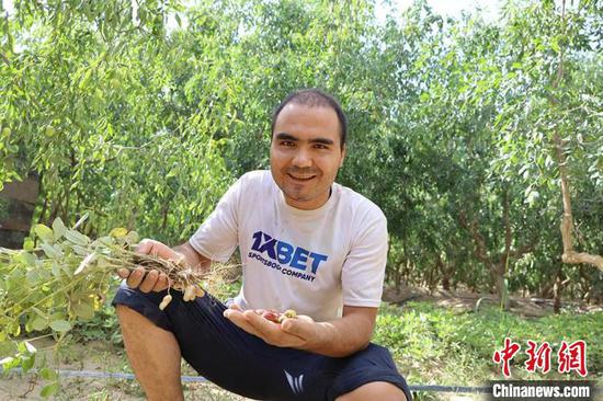 阿不力米提·阿不力克木展示即将成熟的红枣和花生。 王平平 摄 阿不力米提·阿不力克木展示即将成熟的红枣和花生。 王平平 摄