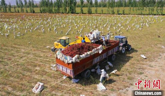 辣椒映红致富路！新疆兵团焉耆垦区20余万亩辣椒加紧采收