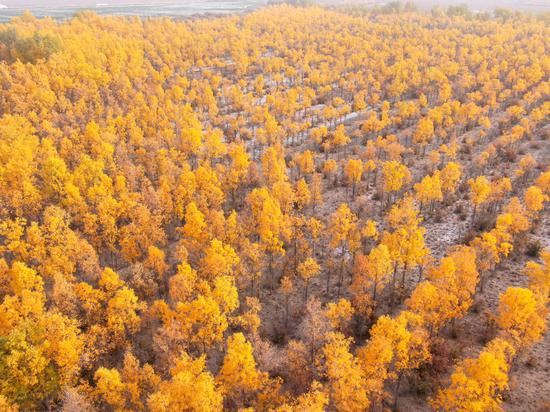 毛志明：用胡杨精神呵护胡杨生长