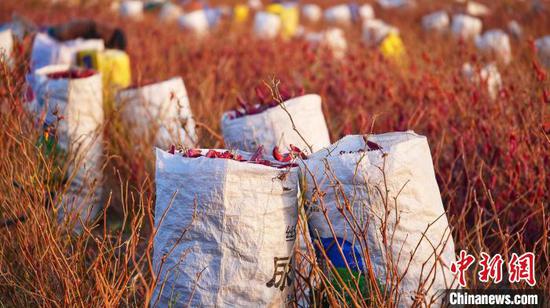 浙江嘉兴援疆助力新疆沙雅农民发展特色农产品种植