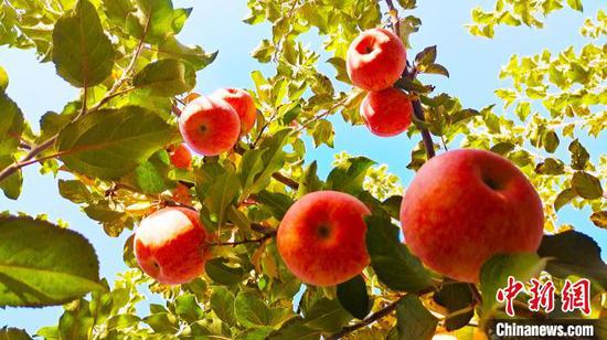 浙江金华援疆“十城百店”工程销售新疆阿克苏特产近15亿元