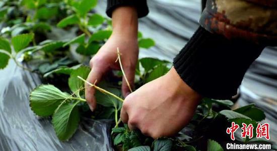 张正邦正在草莓大棚里去老叶。　高小霞 摄