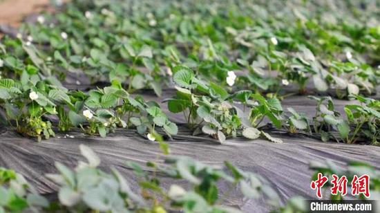草莓目前长势良好，正进入坐果期。　高小霞 摄