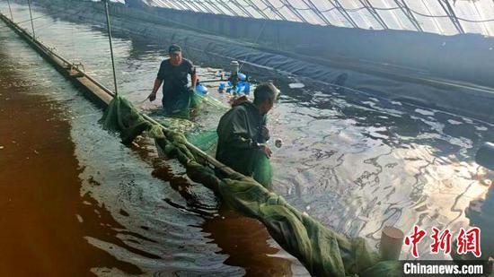 设施农业已从蔬果向家禽、渔业、牲畜等养殖产业延伸。 邵学东 摄 设施农业已从蔬果向家禽、渔业、牲畜等养殖产业延伸。 邵学东 摄