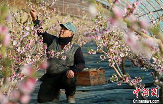 第十三师红星一场三连职工马卫东正在给油桃疏花(资料图)。 赵宝山 摄 第十三师红星一场三连职工马卫东正在给油桃疏花(资料图)。 赵宝山 摄