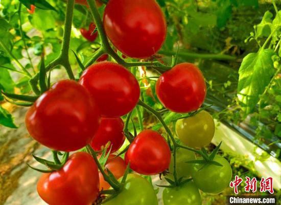 串串番茄红红黄黄挂满枝头。 卫林娜 摄 串串番茄红红黄黄挂满枝头。 卫林娜 摄