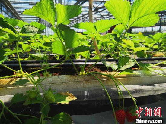 专稿 | 设施农业何以在新疆兵团“大行其道”？