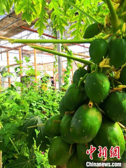 新疆兵团鼓励城郊团场发展智能温室,在提高农产品品质的同时,拓展休闲、观光、体验等功能(资料图)。 史玉江 摄 新疆兵团鼓励城郊团场发展智能温室,在提高农产品品质的同时,拓展休闲、观光、体验等功能(资料图)。 史玉江 摄