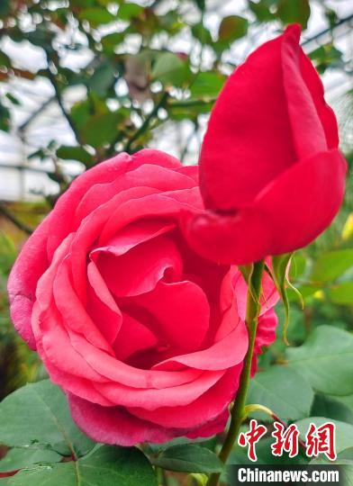 设施大棚中的鲜花正艳(资料图)。 史玉江 摄 设施大棚中的鲜花正艳(资料图)。 史玉江 摄