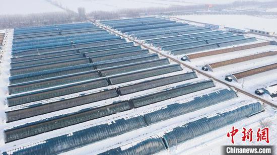 新春走基层 | 新疆兵团：设施大棚里奏响冬日“增收曲”
