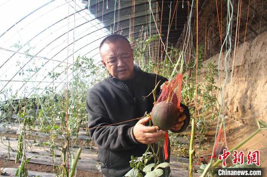 刘存平查看即将采摘的西瓜。 李华北 摄 刘存平查看即将采摘的西瓜。 李华北 摄