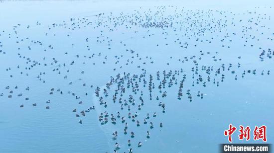 冬日,在永安湖湿地自然保护区,数万只候鸟在面积达5万余亩的水面上嬉戏、觅食。 塔依尔·艾力 摄