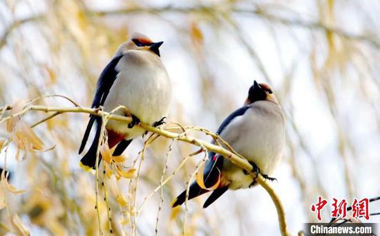 珍稀鸟类在图木舒克市“安家”。(资料图) 高守东 摄