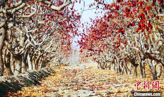 专稿 | 新疆红枣产业走向多元化的前世今生