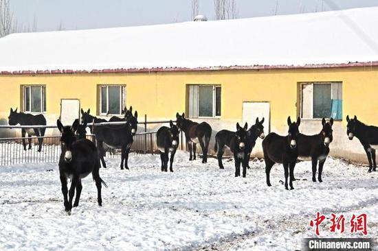 黑毛驴在室外悠闲漫步。　李华北 摄