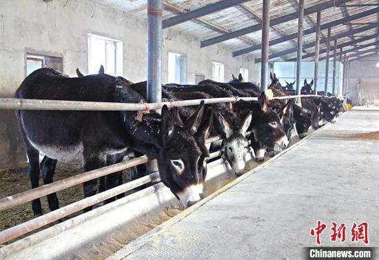 黑毛驴正在进食。　李华北 摄