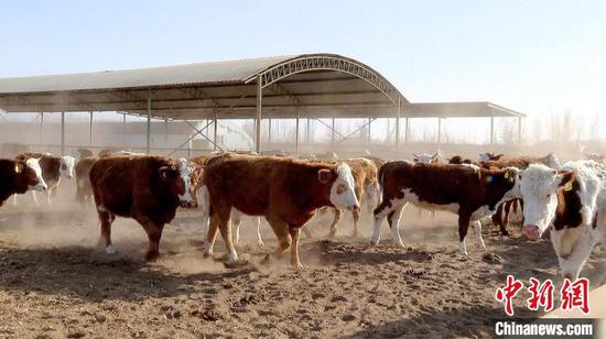 牛在圈舍里自由散步。　第一师融媒体中心供图