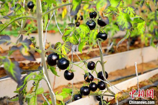 新疆兵团：“南果北种”成常态 特色农业兴乡村