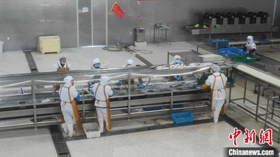 高白鲑的生产加工车间。 杨韬 摄 高白鲑的生产加工车间。 杨韬 摄