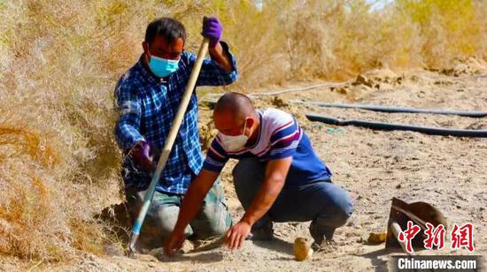 且末县共完成梭梭林下大芸接种面积9.11万亩。　阿曼江·阿力甫 摄