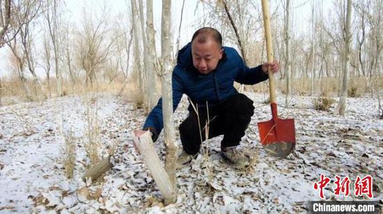 新疆兵团沙海护林员的坚守：“我们守护防护林，防护林守护我们的家园”