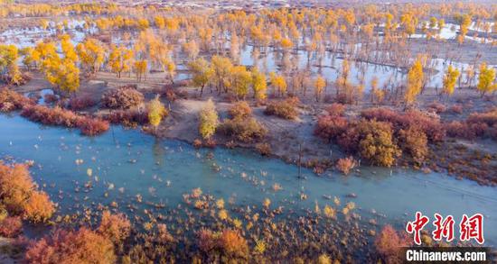 位于塔克拉玛干沙漠腹尉犁县罗布淖尔湿地公园，红柳、芦苇、碱蓬、罗布麻、甘草、梭梭等湿地植物随处可见。　尉犁县罗布淖尔湿地公园提供