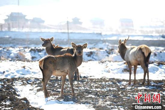 2月4日，新疆东天山巴里坤野生马鹿在县城郊区附田野中觅食。　达吾提·热夏提 摄
