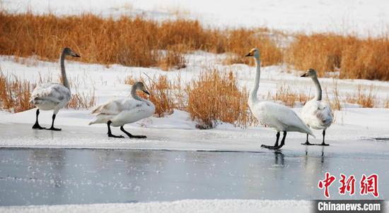 专稿 | 诗与远方触手可及 新疆湿地何以赋能“多彩之美”