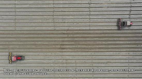 新疆生产建设兵团棉花全面开播 机械化作业场面壮观