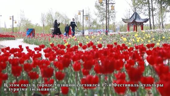 多年打造，这里成新疆游客观赏郁金香的最佳选择