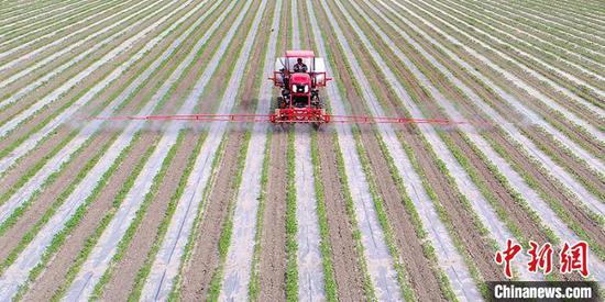 与传统植保机相比,“智能农机”具有喷药、施肥等多种功能,有效喷洒宽幅达19米(资料图)。杜炳勋 摄