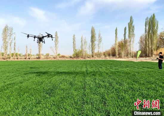 无人机在第八师134团田间打药(资料图)。 雪峰 摄
