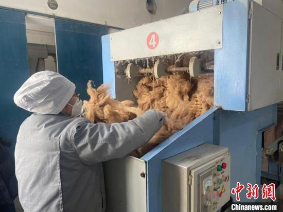 驼绒加工厂内,工人正在整理加工好的驼绒。 左丹丹 摄 驼绒加工厂内,工人正在整理加工好的驼绒。 左丹丹 摄