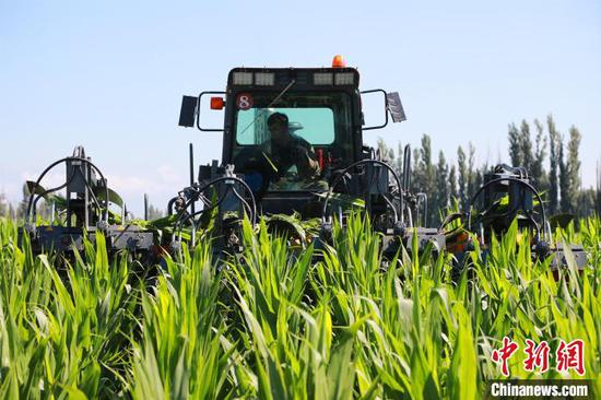 制种玉米抽雄机正在第四师63团作业(资料图)。 沈睿燕 摄