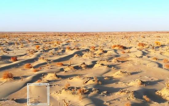 罕见！胡杨死后千年不倒成景区