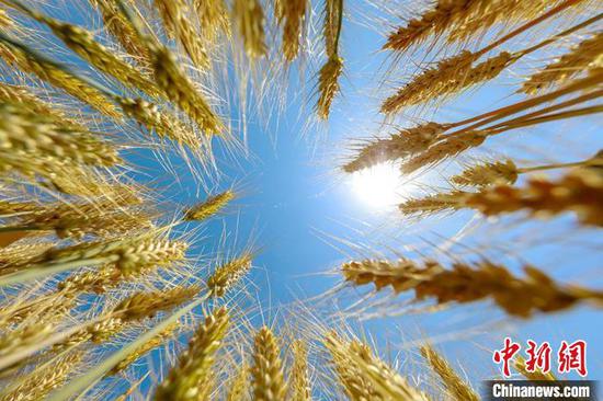2022年新疆兵团粮食作物单产616公斤,居全国第一。图为第八师143团小麦(资料图)。 雪峰 摄