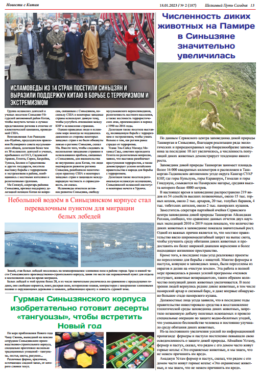 新疆兵团一片水面成白天鹅迁徙“驿站”