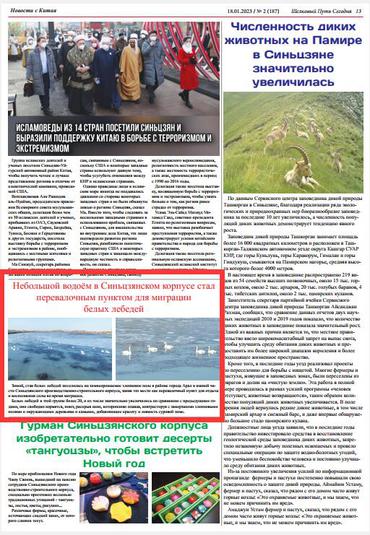 新疆兵团一片水面成白天鹅迁徙“驿站”