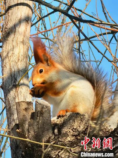 松鼠在可克达拉市“安家”。（资料图） 新疆兵团第四师可克达拉市融媒体中心供图