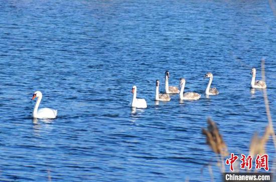 2021年秋天的疣鼻白天鹅一家。（资料图） 杨萍萍 摄