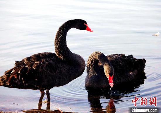 在可克达拉市栖息的黑天鹅。（资料图） 新疆兵团第四师可克达拉市融媒体中心供图