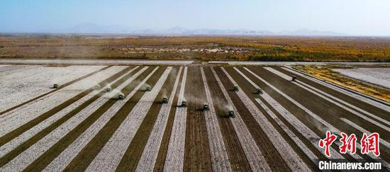 在新疆兵团棉田里，大型采棉机正在进行机械化采摘作业。（资料图） 新疆兵团第三师融媒体中心供图