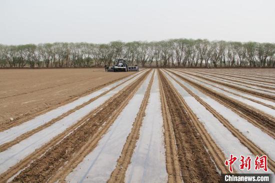 大型播种机在新疆兵团一块农田里播种棉花。（资料图） 戚亚平 摄