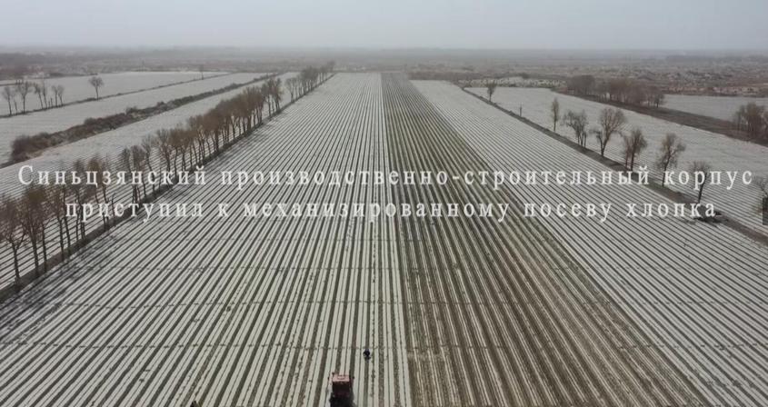 新疆生产建设兵团棉花全面开播 机械化作业场面壮观