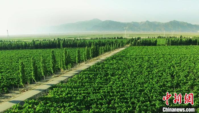 16年成行业翘楚！新疆“85后”酿酒师何以迷恋酿造葡萄酒