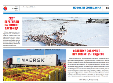 新疆兵团：白雪映沙棘 职工采收忙