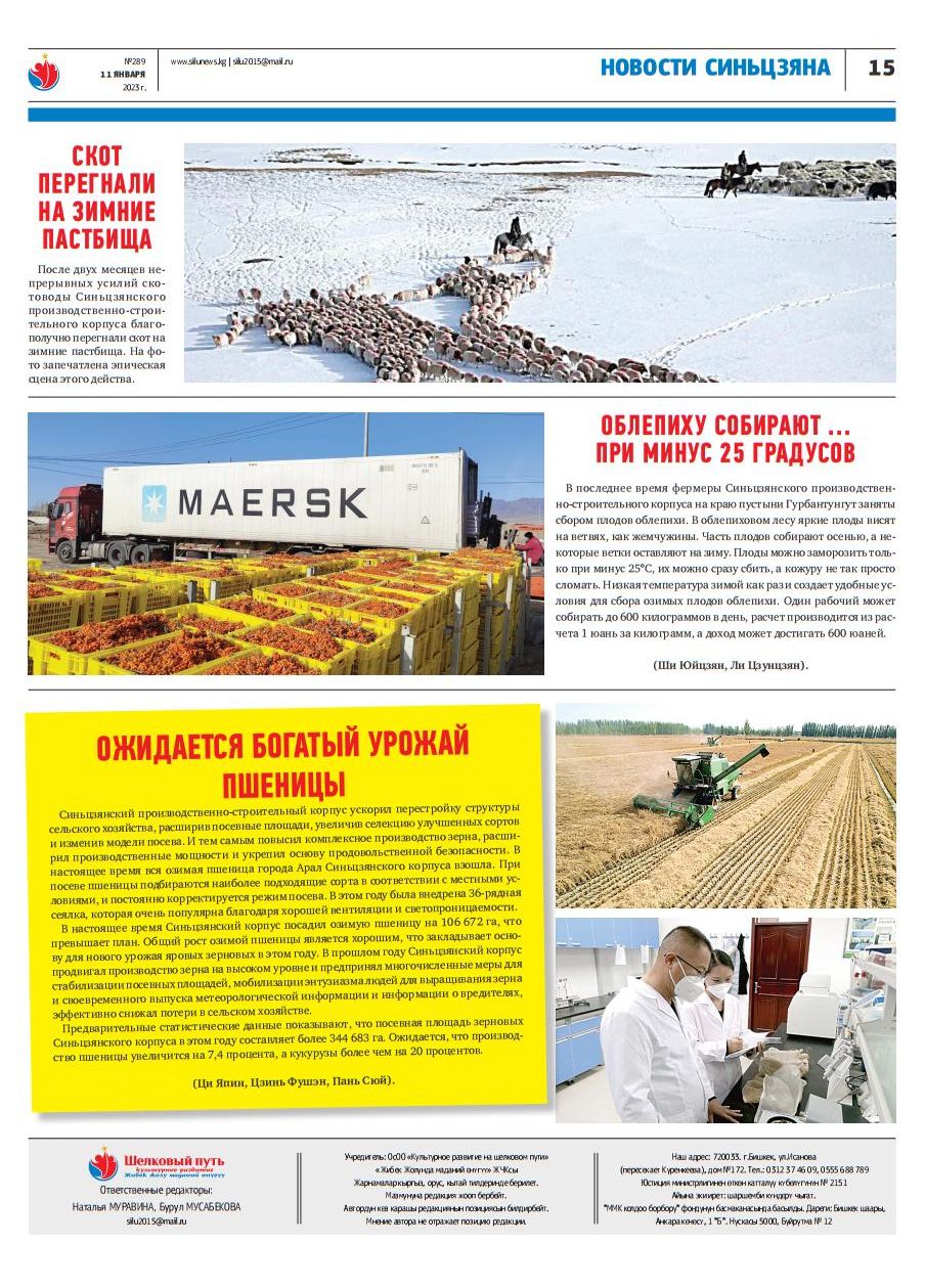 新疆兵团：白雪映沙棘 职工采收忙